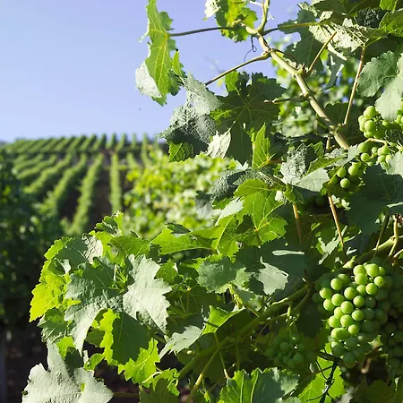 酒店 Restaurant Zum Nachtwaechter Lienzingen